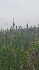 Agelaius phoeniceus caurinus