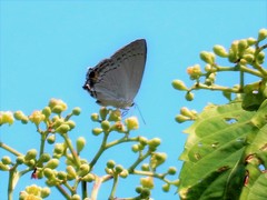 Tajuria cippus maxentius