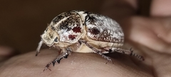 Anoxia orientalis