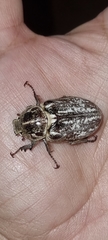 Anoxia orientalis