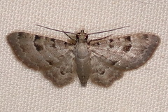 Gymnoscelis spodias