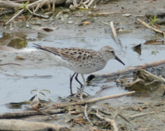 Calidris fuscicollis