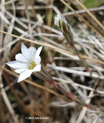 Gentiana fremontii