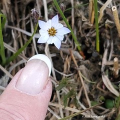 Gentiana fremontii