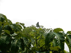 Graphium sarpedon luctatius