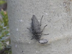 Dicerca tenebrica