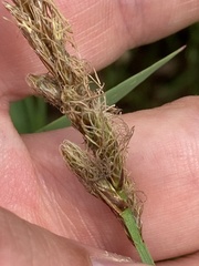 Carex sartwellii