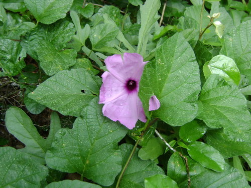 Image of Ipomoea jalapa by (c) Tereso Hernández Morales, some rights reserved (CC BY)