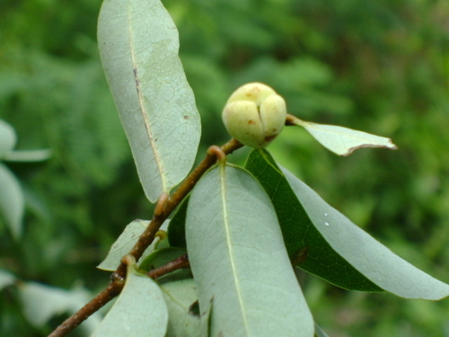 Annona globiflora (Annona globiflora)