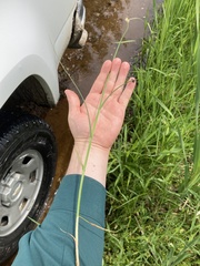 Carex sartwellii