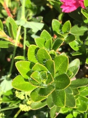 Rhododendron hirsutum