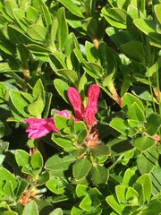 Rhododendron hirsutum