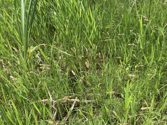 Carex sartwellii
