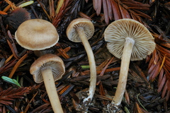 Pseudolaccaria pachyphylla