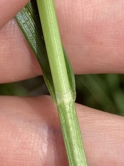 Carex sartwellii