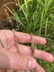 Carex sartwellii