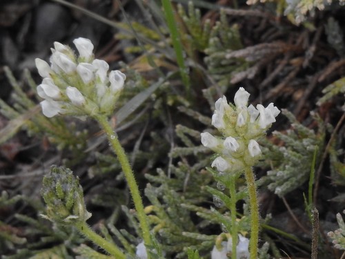 Oxytropis borealis var. sulphurea