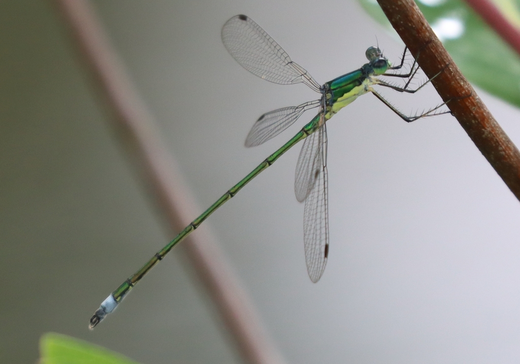 Elegant Spreadwing