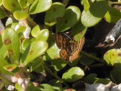 Epelis truncataria