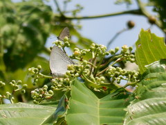 Tajuria cippus maxentius