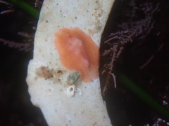 Eurylepta aurantiaca