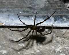 Steatoda