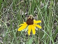Andrena rudbeckiae