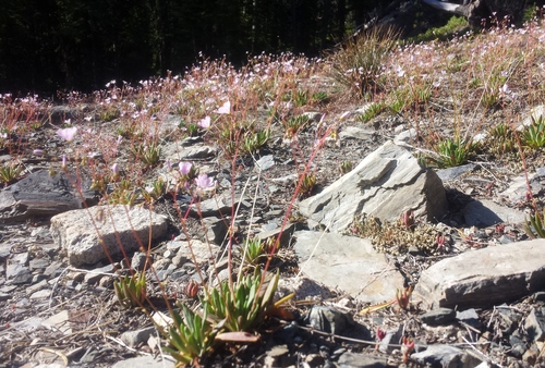Lewisia columbiana var. columbiana
