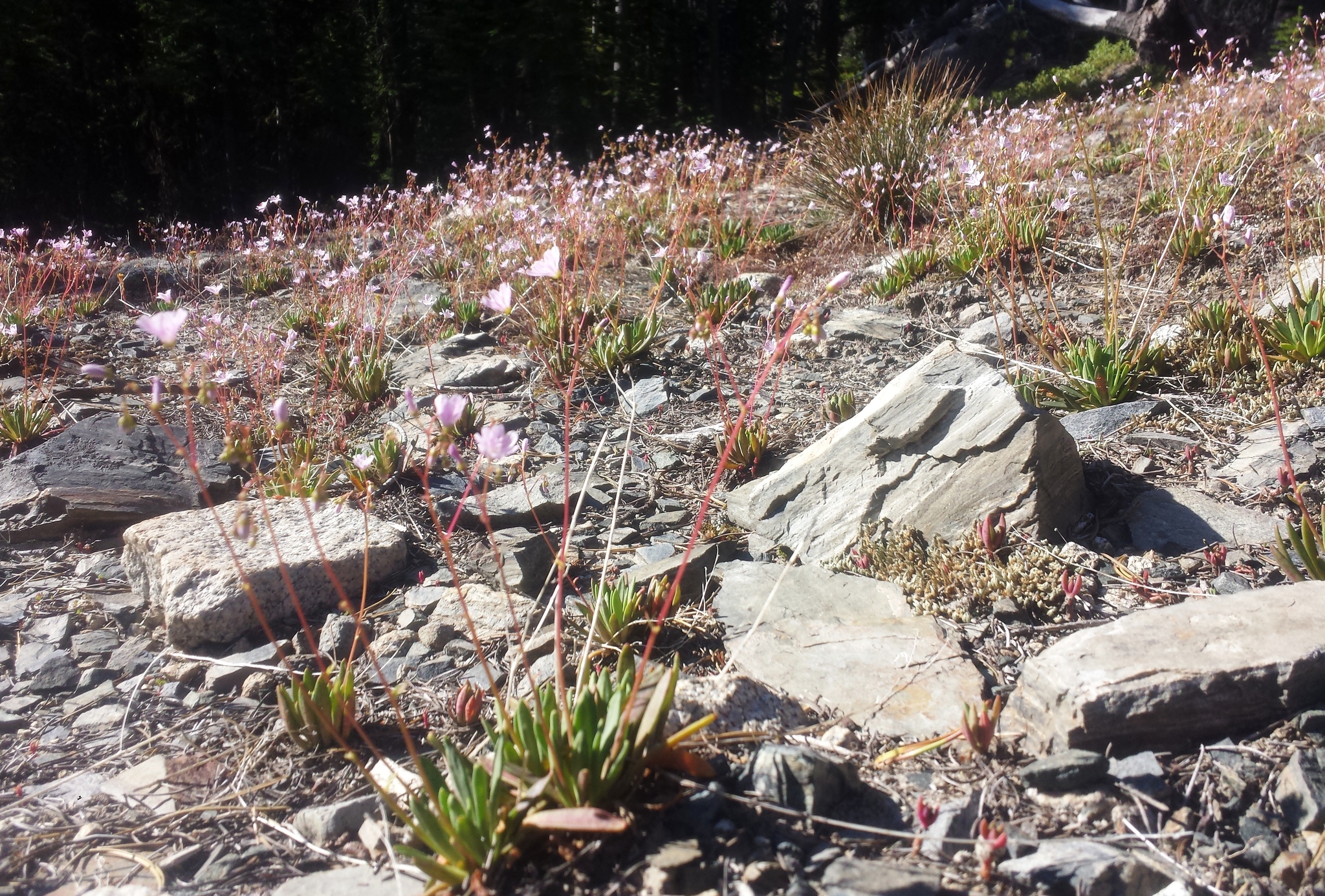 Lewisia columbiana var. columbiana