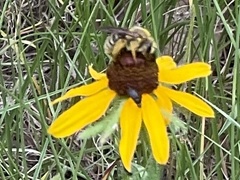 Andrena rudbeckiae