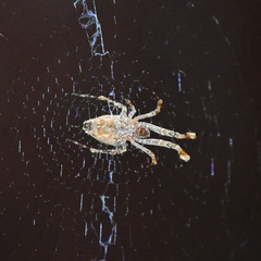 Uloborus diversus
