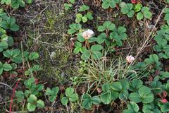 Armeria maritima californica