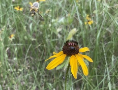 Andrena rudbeckiae