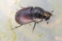 Agrilinus ater