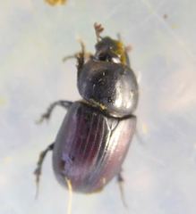 Agrilinus ater