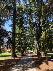 Pseudotsuga menziesii