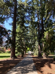 Pseudotsuga menziesii