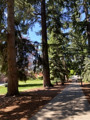 Pseudotsuga menziesii