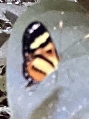 Hypothyris ninonia daeta