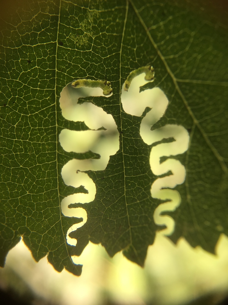 Zig-zag Elm Sawfly