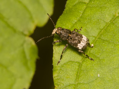 Eurymycter fasciatus