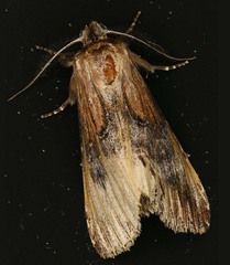 Dasylophia thyatiroides