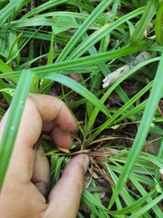 Carex abscondita