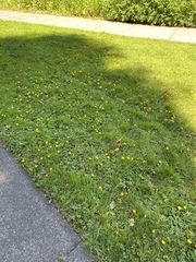 Taraxacum