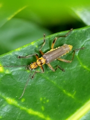 Chauliognathus sticticus
