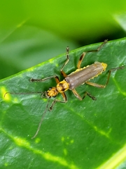 Chauliognathus sticticus
