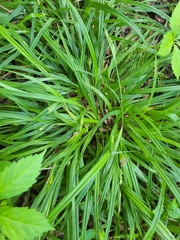 Carex abscondita