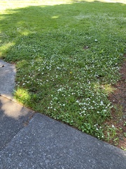 Bellis perennis