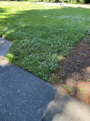 Bellis perennis