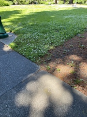 Bellis perennis